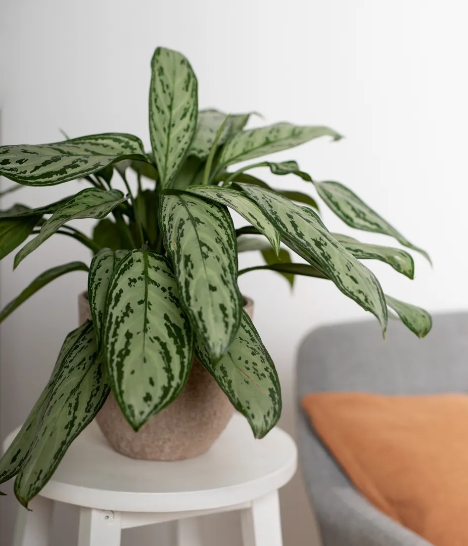 Aglaonema
