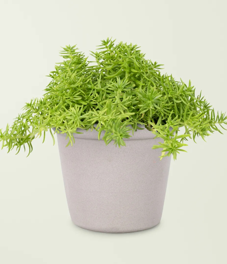 Asparagus