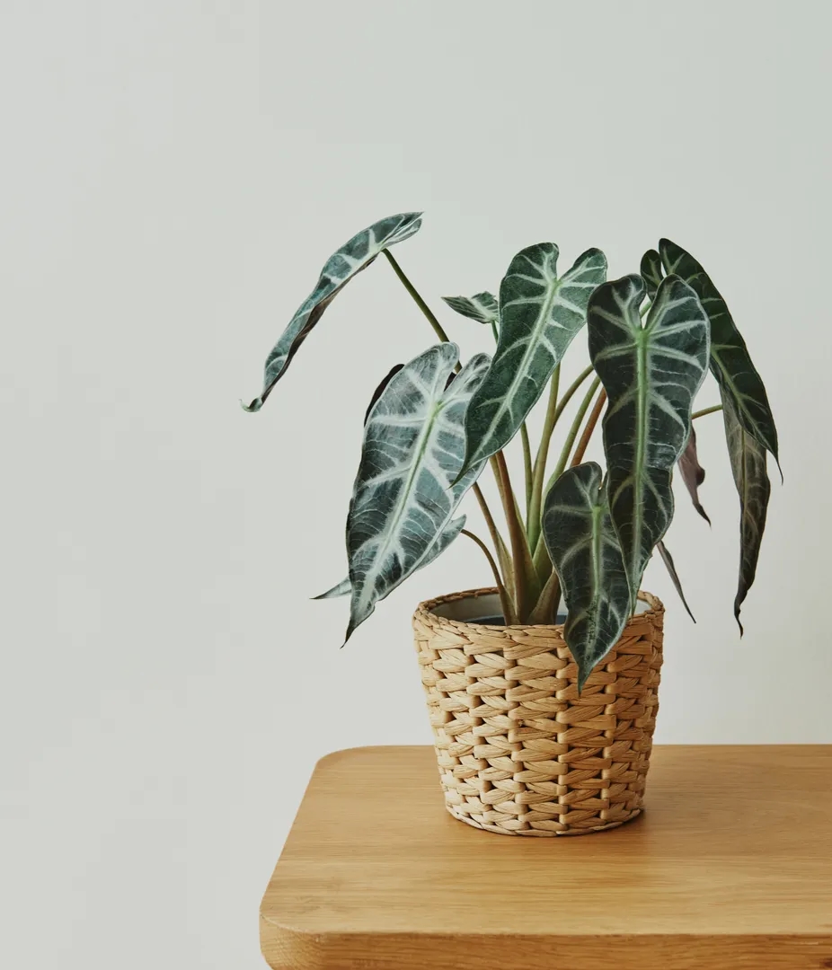 Alocasia