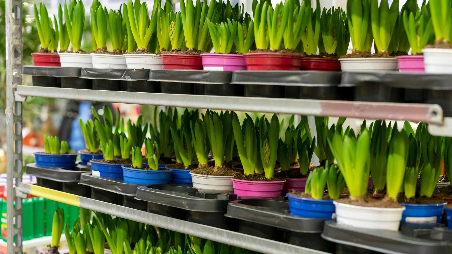 Delivery of plants across Ukraine