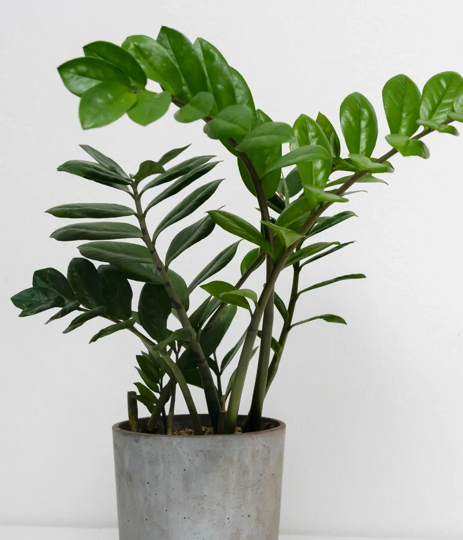 Money tree