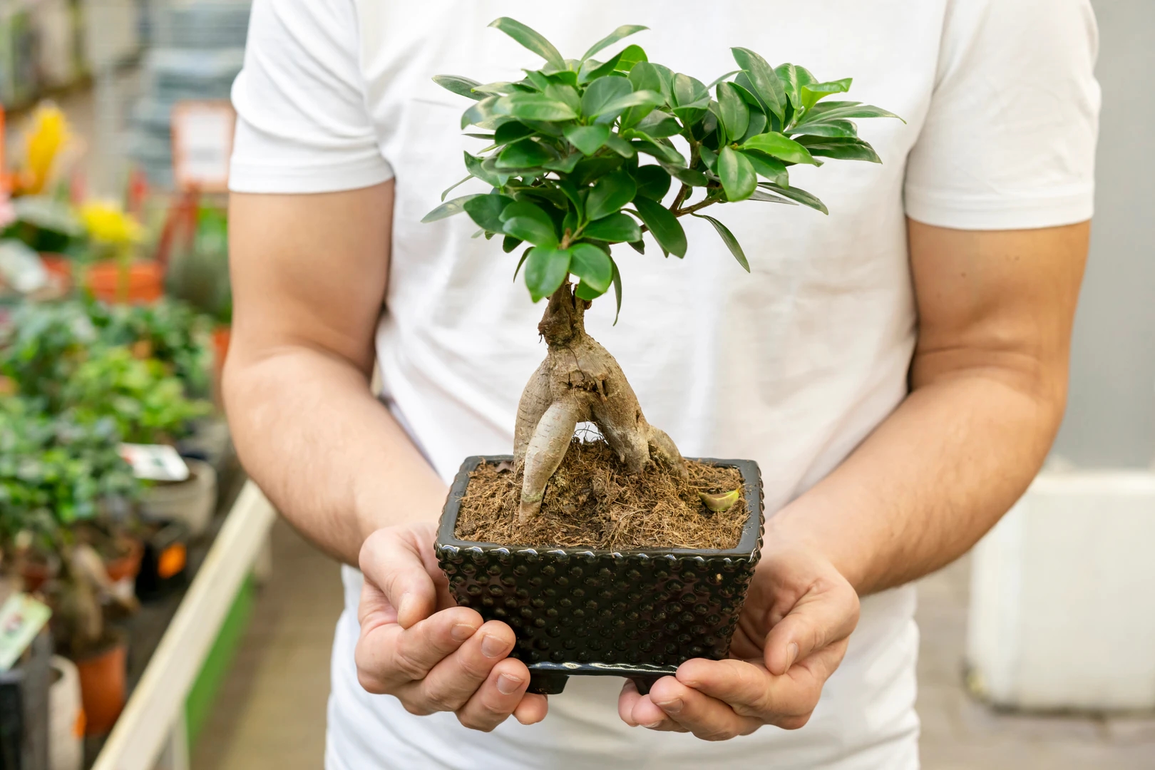 How to Choose a Pot for Plants with a Shallow Root System