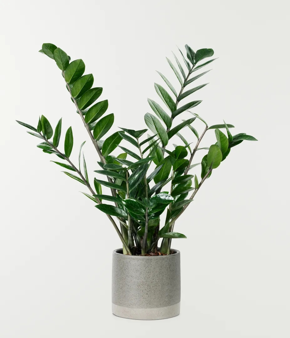 Zamioculcas