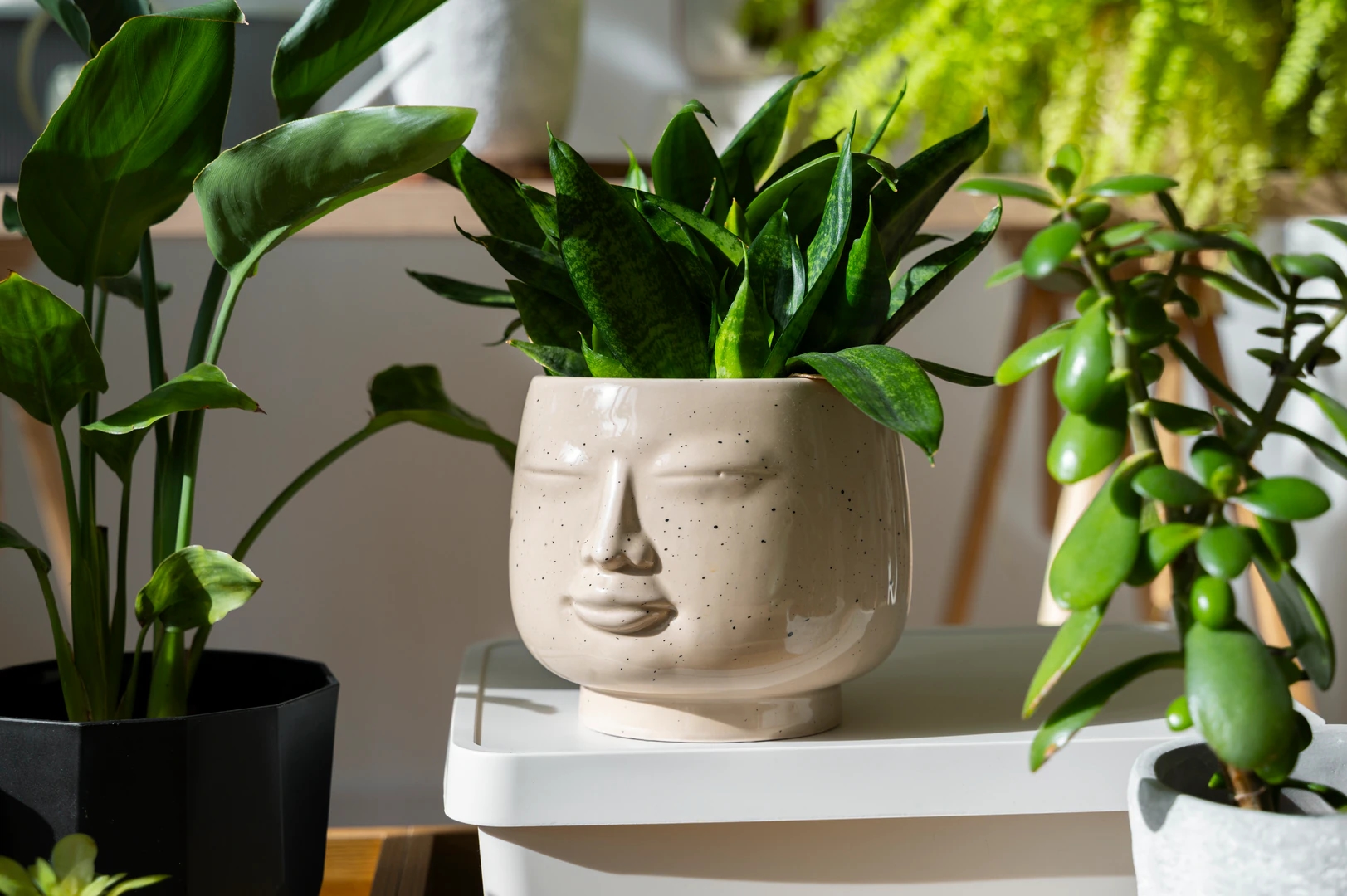How to Combine Plant Pots in Your Interior: A Premium Look Without Overspending