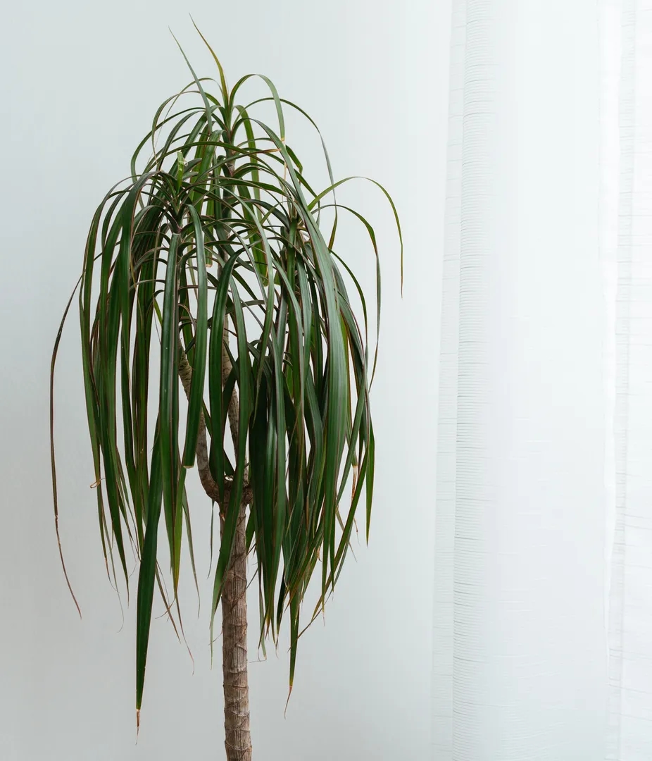 Dracaena