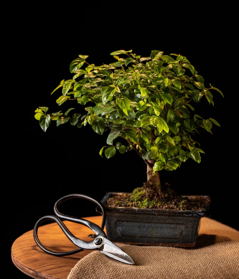 Bonsai