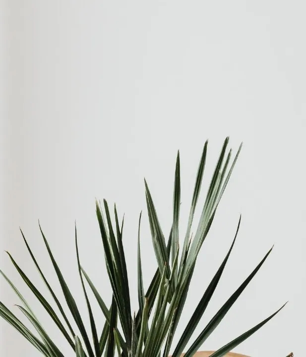 Euphorbia
