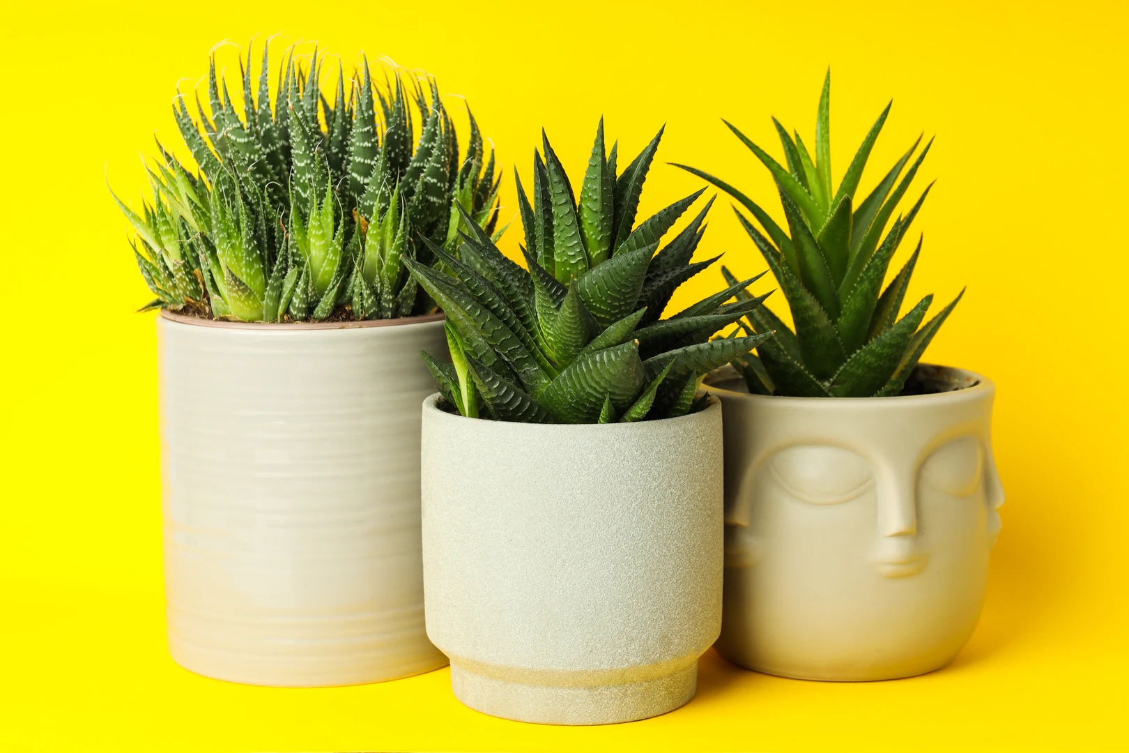 Can You Use Decorative Planters Without Drainage: Risks & Tips