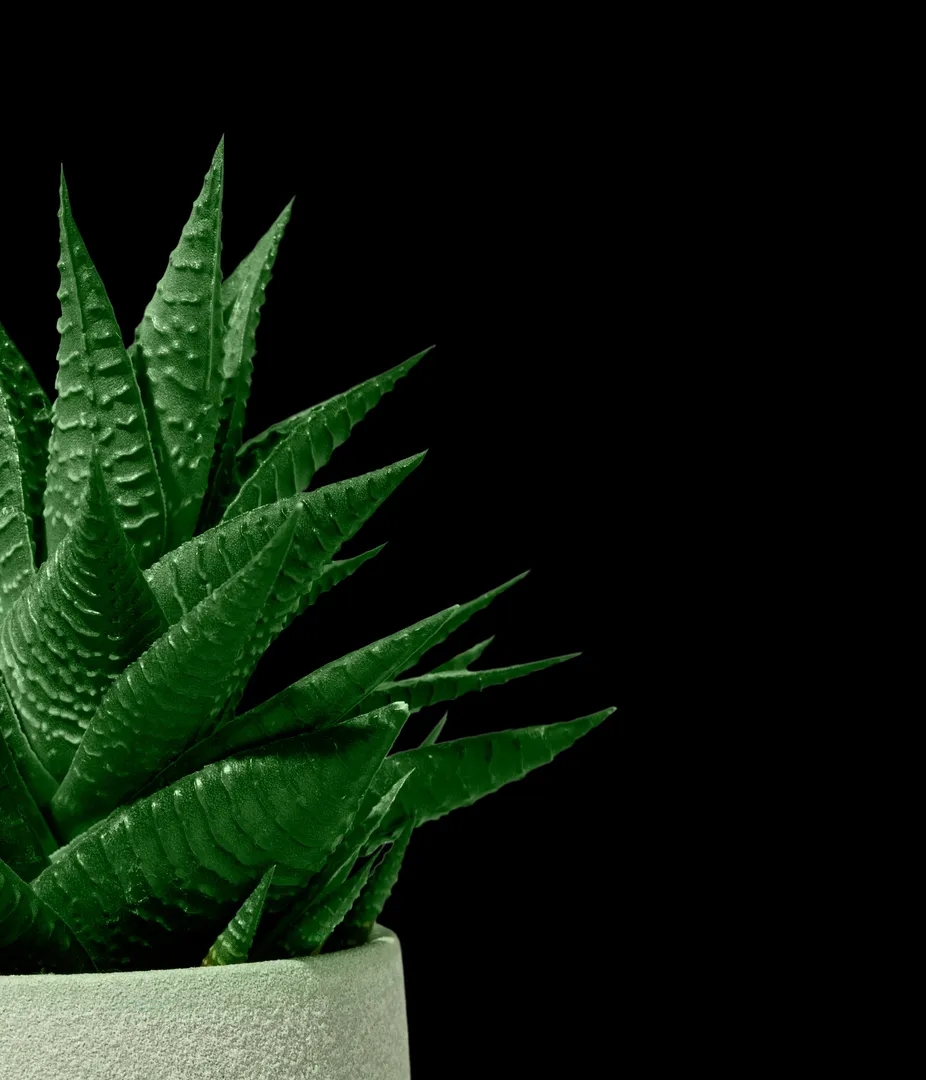 Aloe