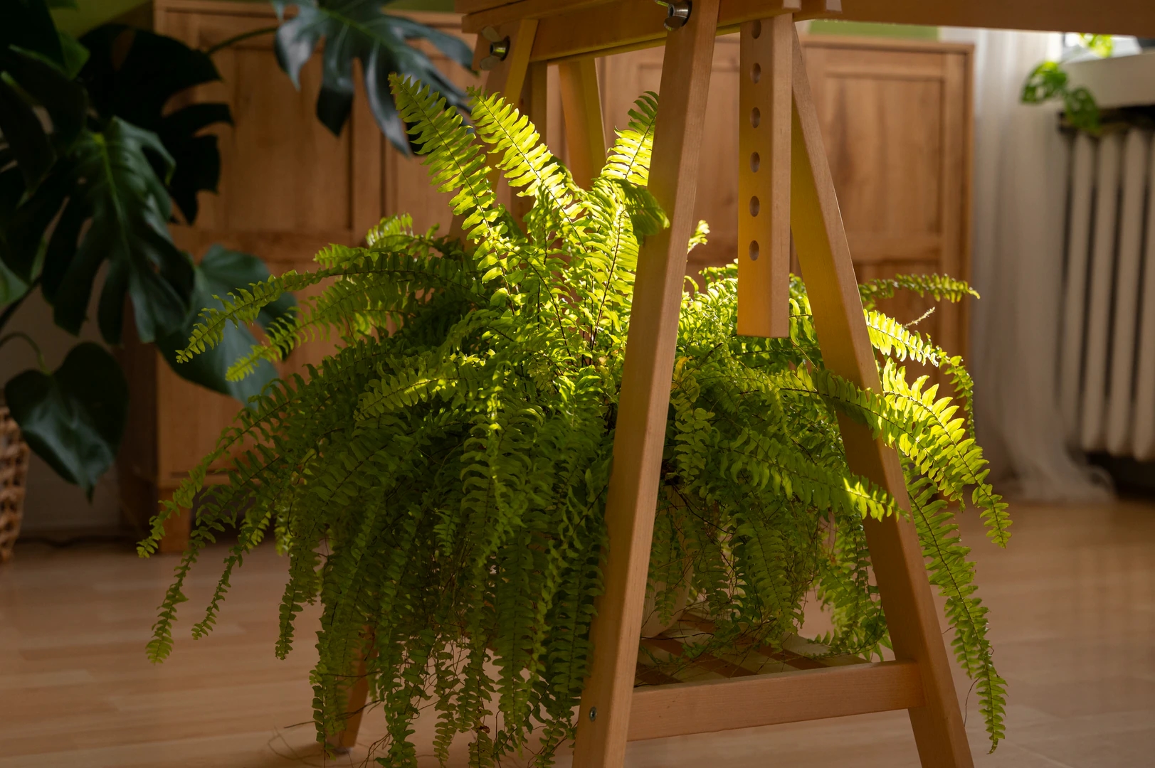 How to Choose a Pot for Moisture-Loving Plants (Ferns, Calatheas)