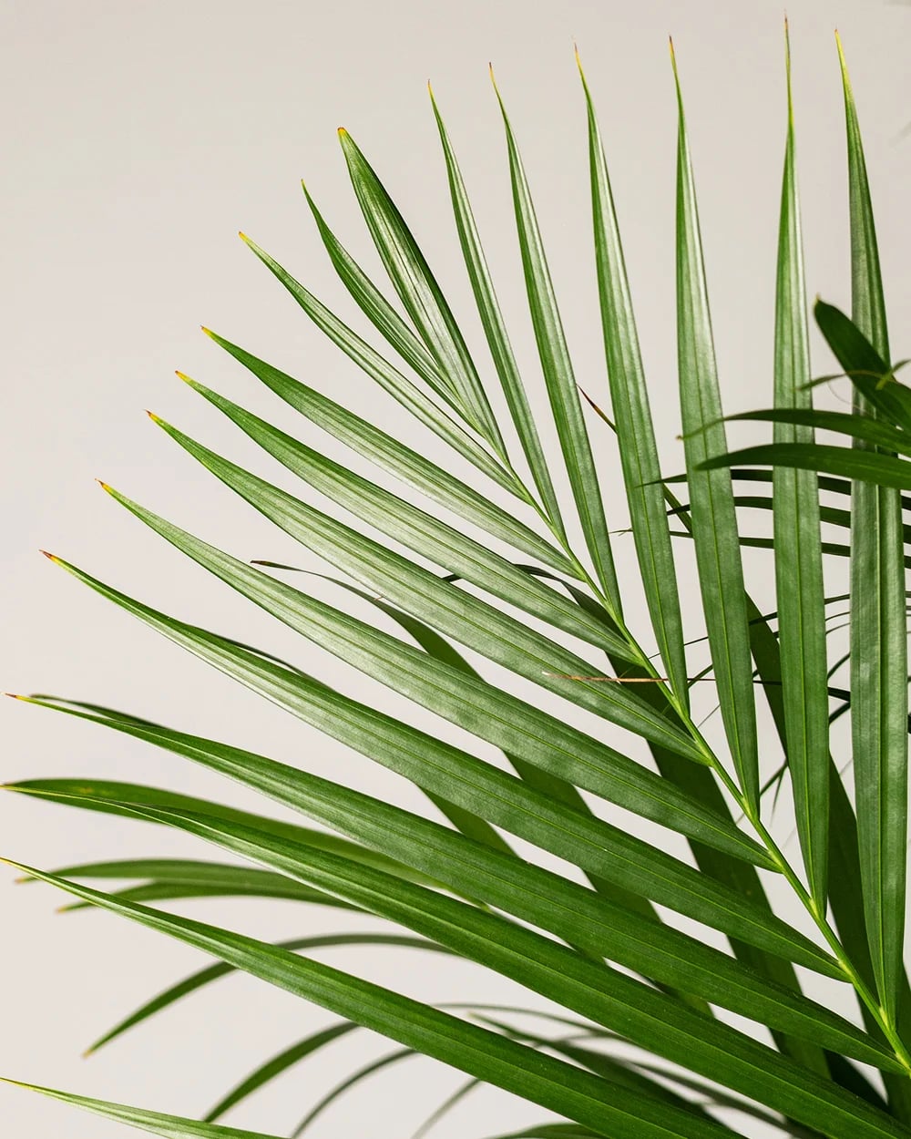 Dypsis Lutescens2 Dypsis Lutescens2