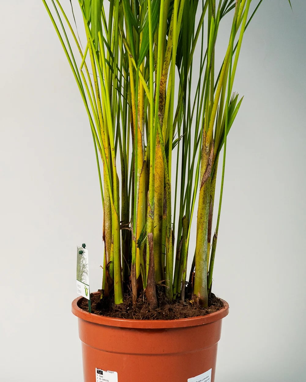 Dypsis Lutescens3 Dypsis Lutescens3