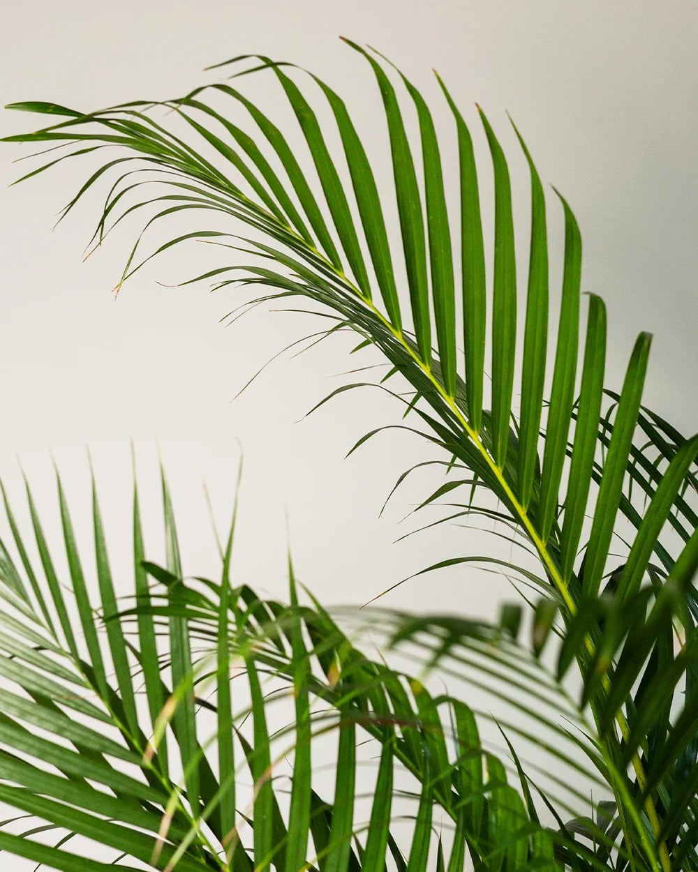 Dypsis Lutescens1 Dypsis Lutescens1
