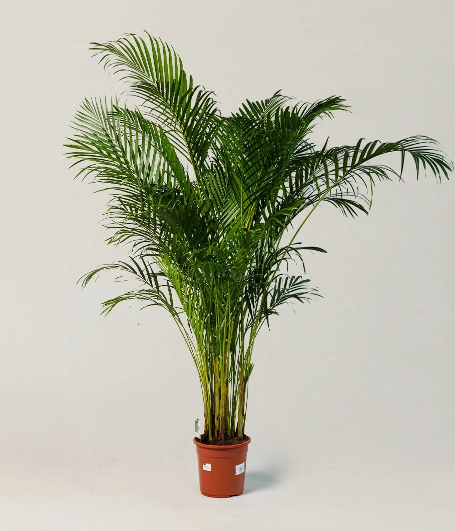 Dypsis Lutescens0 Dypsis Lutescens0