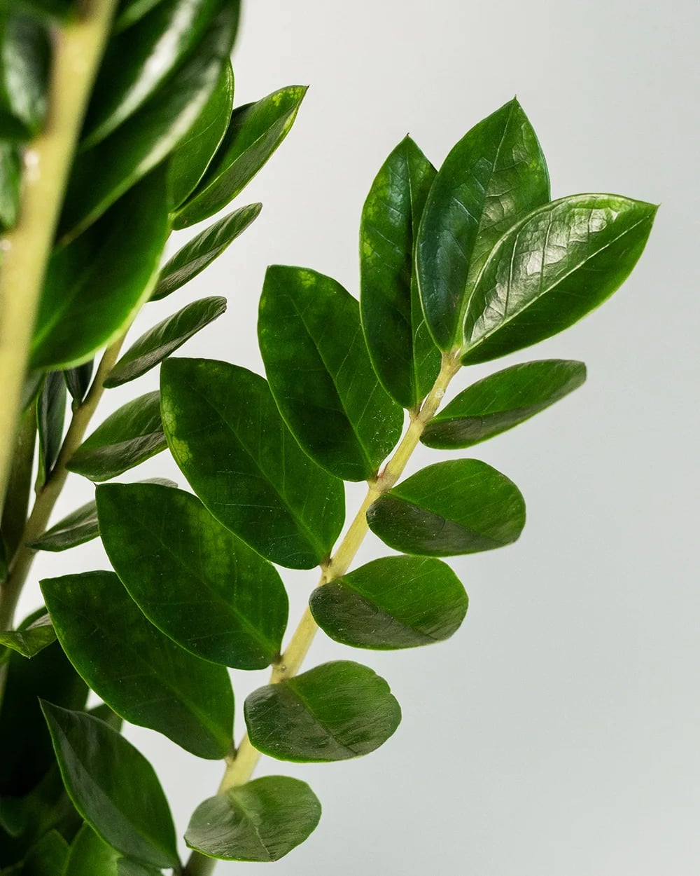 Zamio Zamiifolia 6st1 Zamio Zamiifolia 6st1