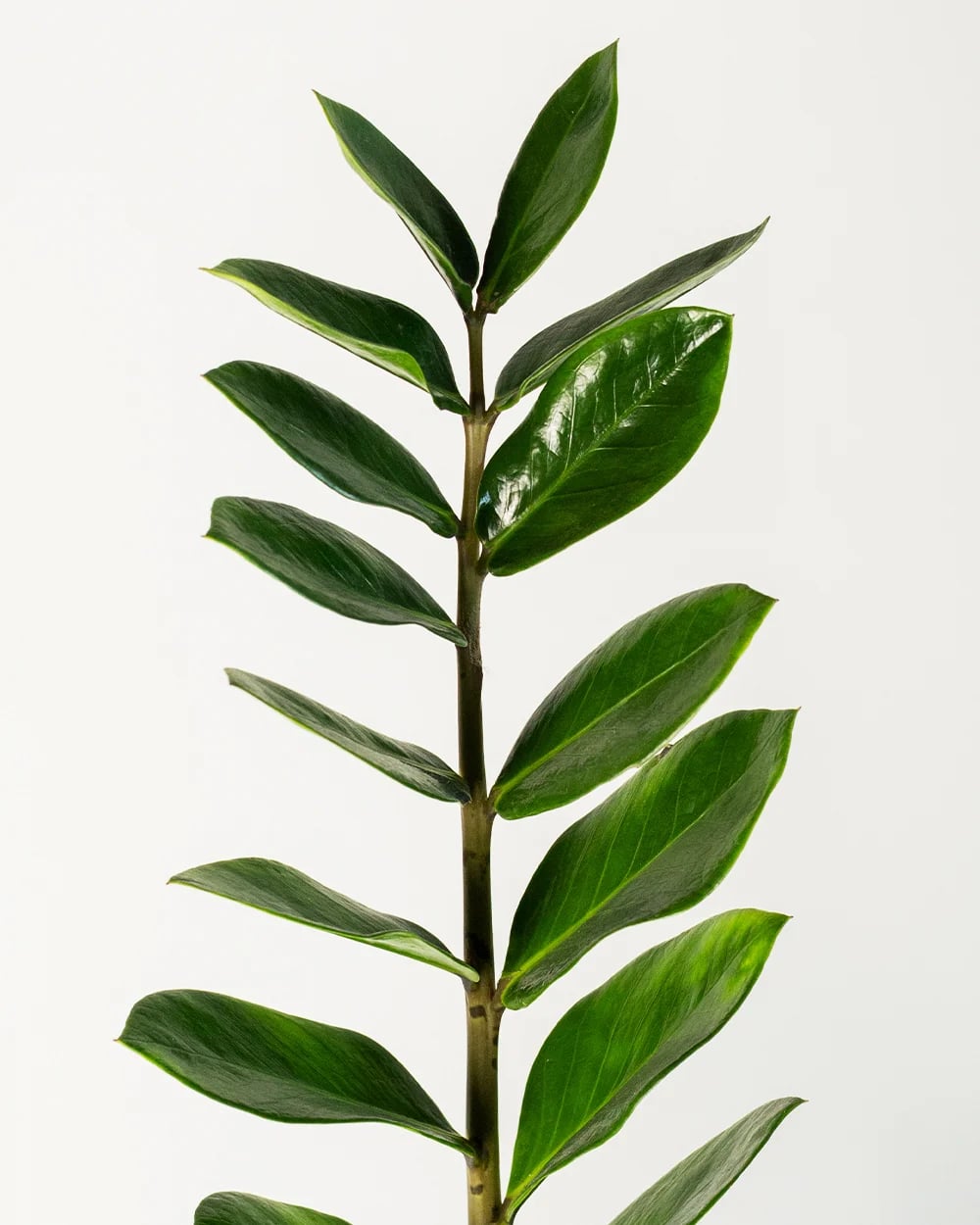 Zamio Zamiifolia 6st2 Zamio Zamiifolia 6st2