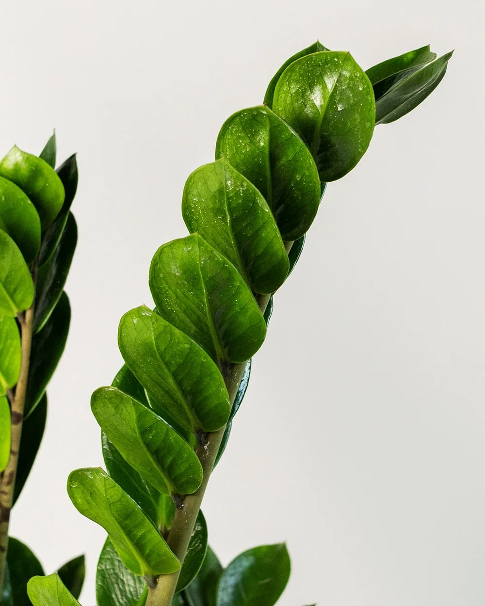 Zamio Zamiifolia 6st3 Zamio Zamiifolia 6st3