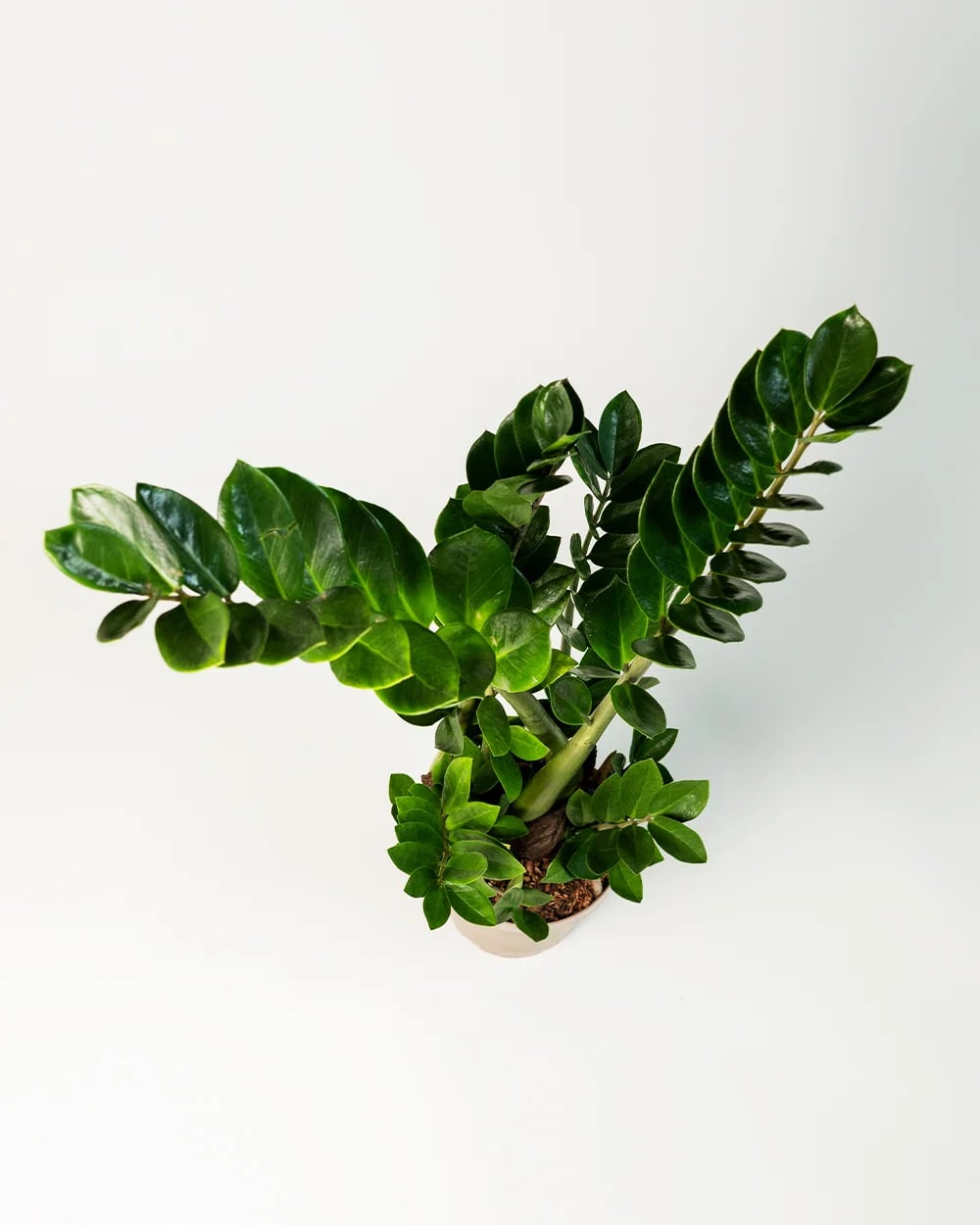 Zamio Zamiifolia 6st4 Zamio Zamiifolia 6st4