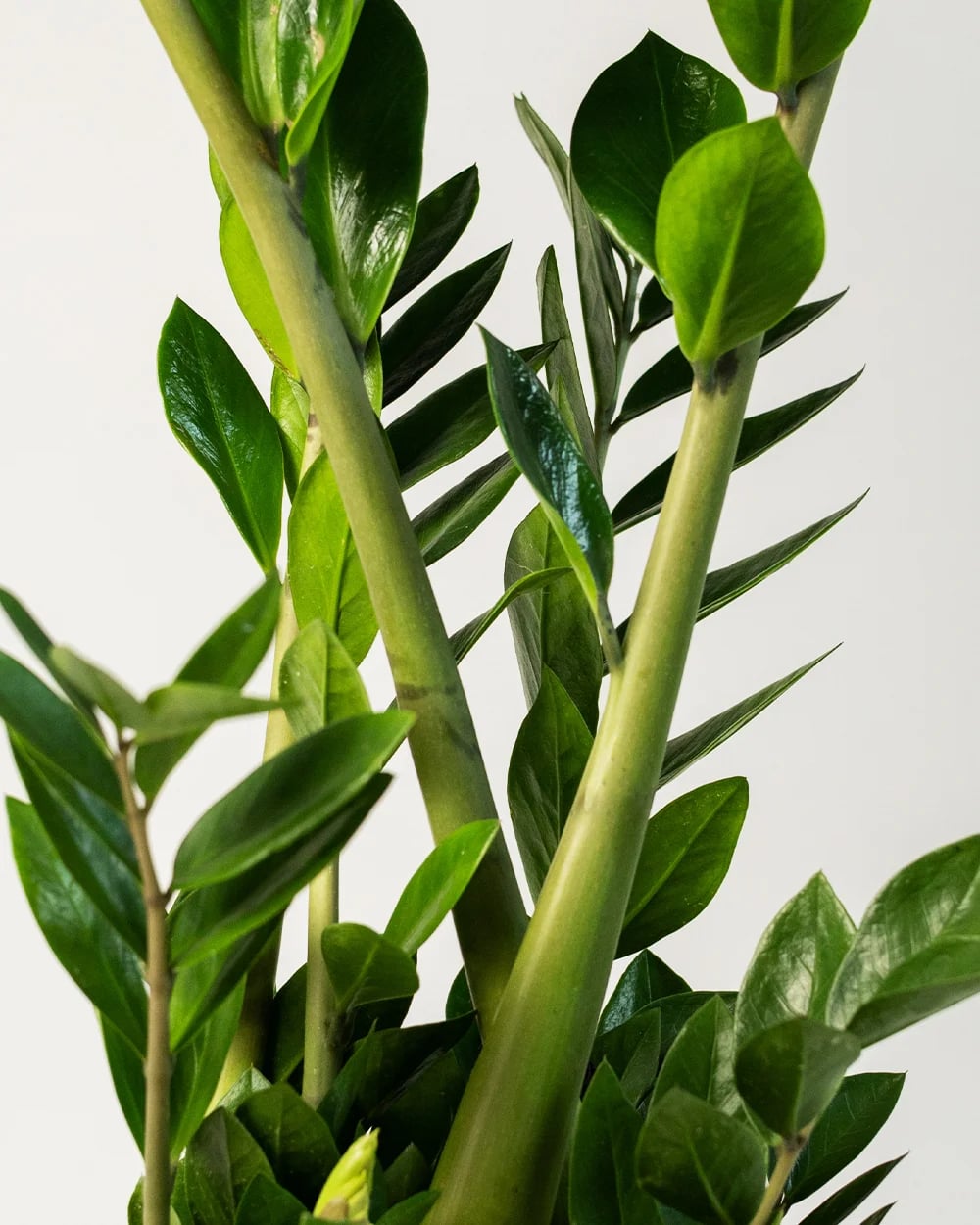 Zamio Zamiifolia 6st5 Zamio Zamiifolia 6st5