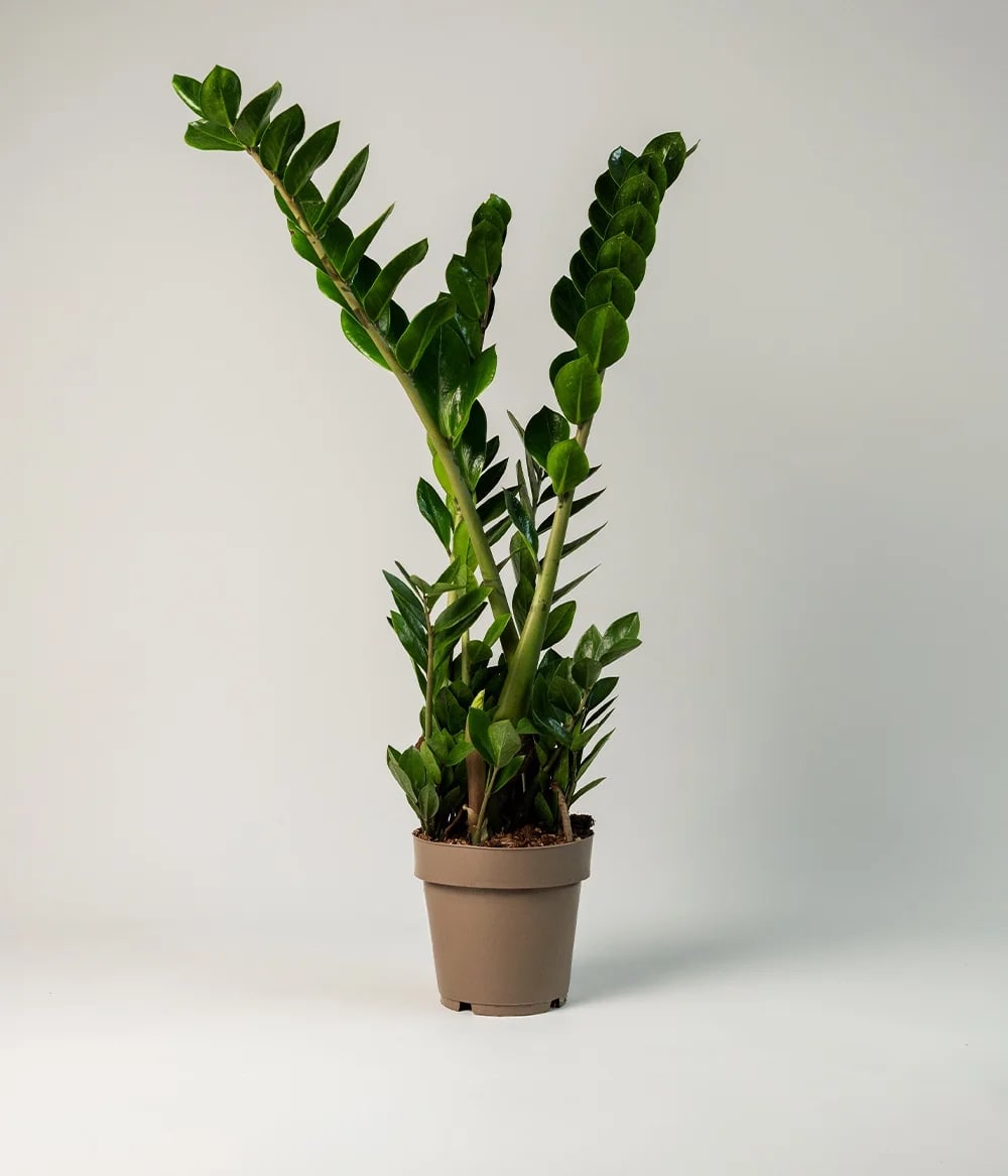Zamio Zamiifolia 6st0 Zamio Zamiifolia 6st0