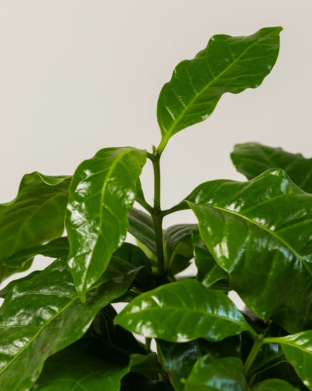 Coffea Arabica В Кашпо1 Coffea Arabica В Кашпо1