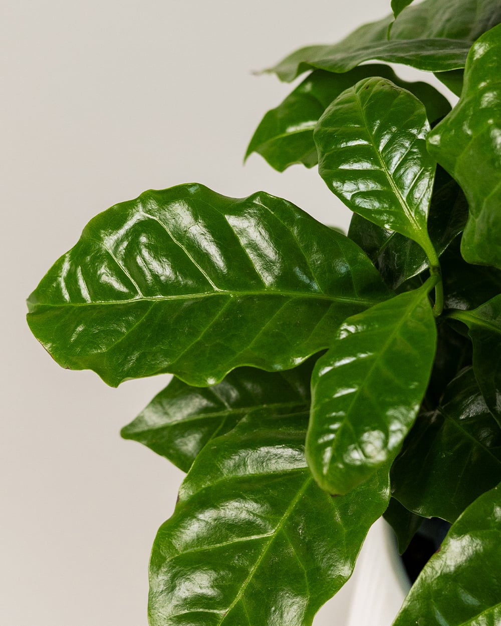 Coffea Arabica В Кашпо2 Coffea Arabica В Кашпо2