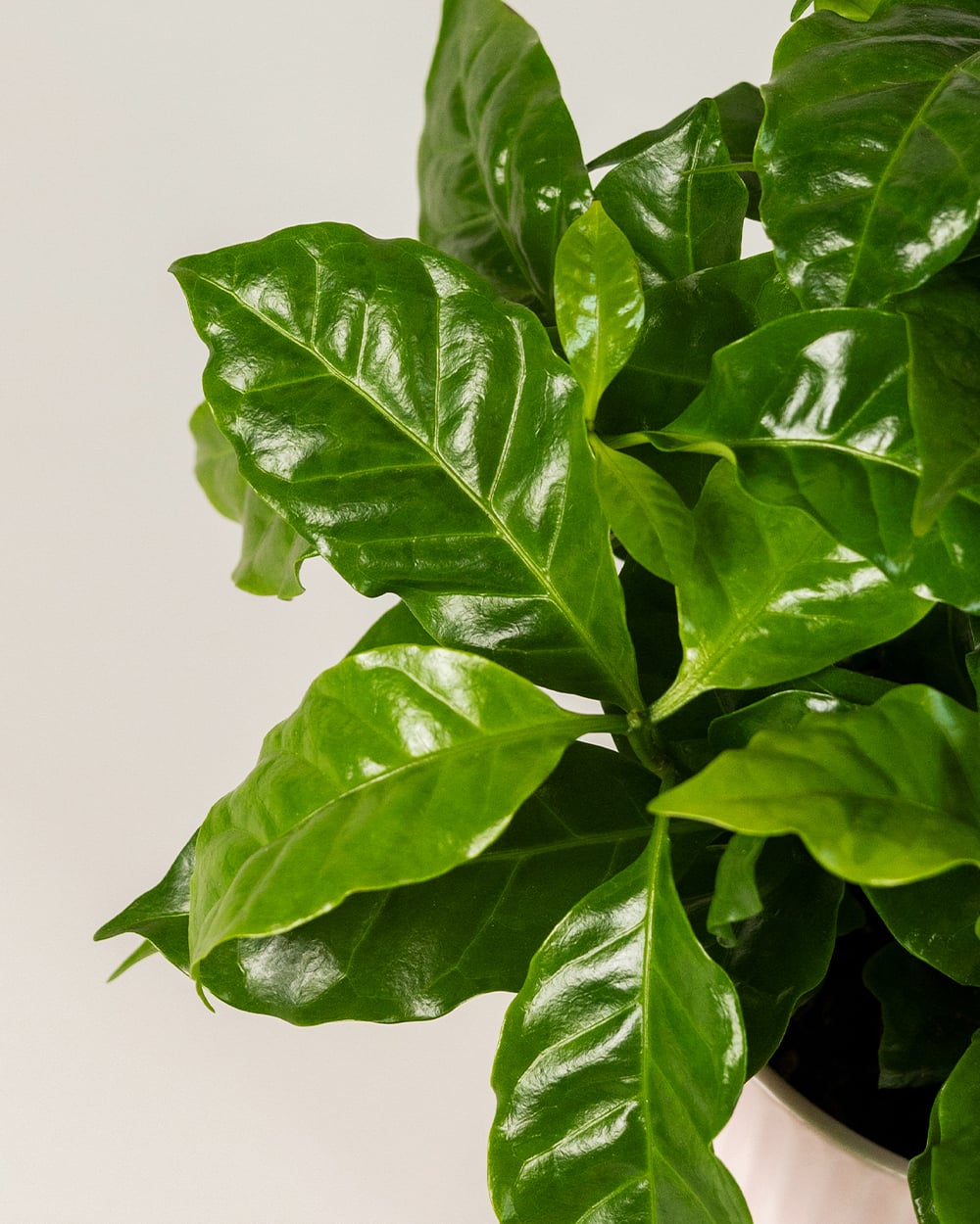Coffea Arabica В Кашпо5 Coffea Arabica В Кашпо5