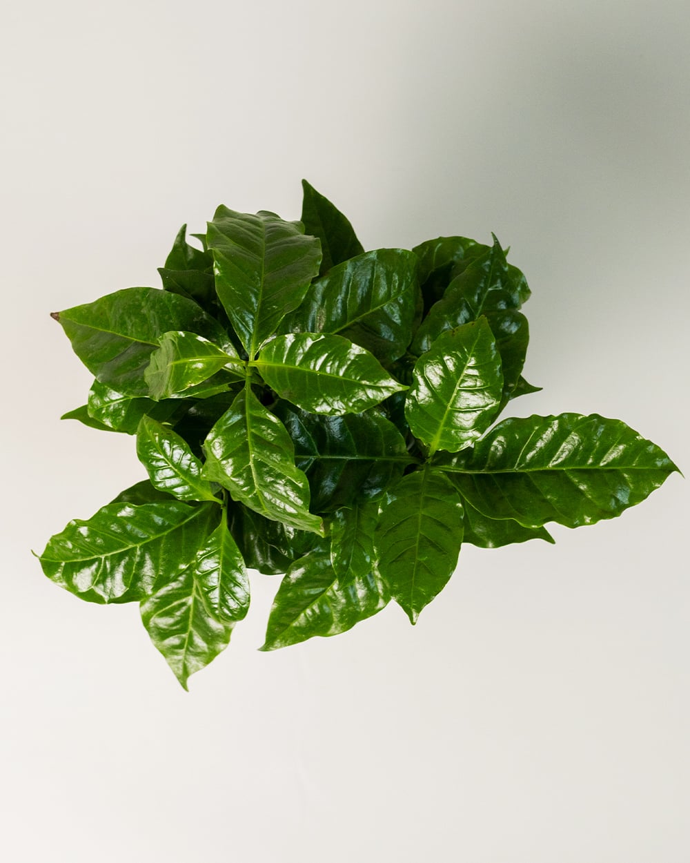 Coffea Arabica В Кашпо3 Coffea Arabica В Кашпо3