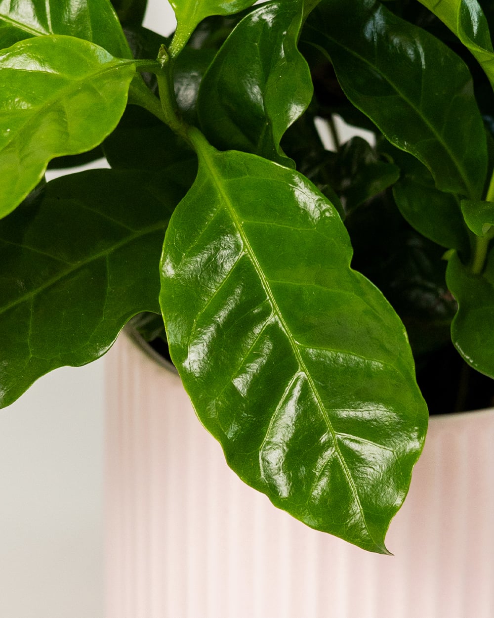 Coffea Arabica В Кашпо6 Coffea Arabica В Кашпо6
