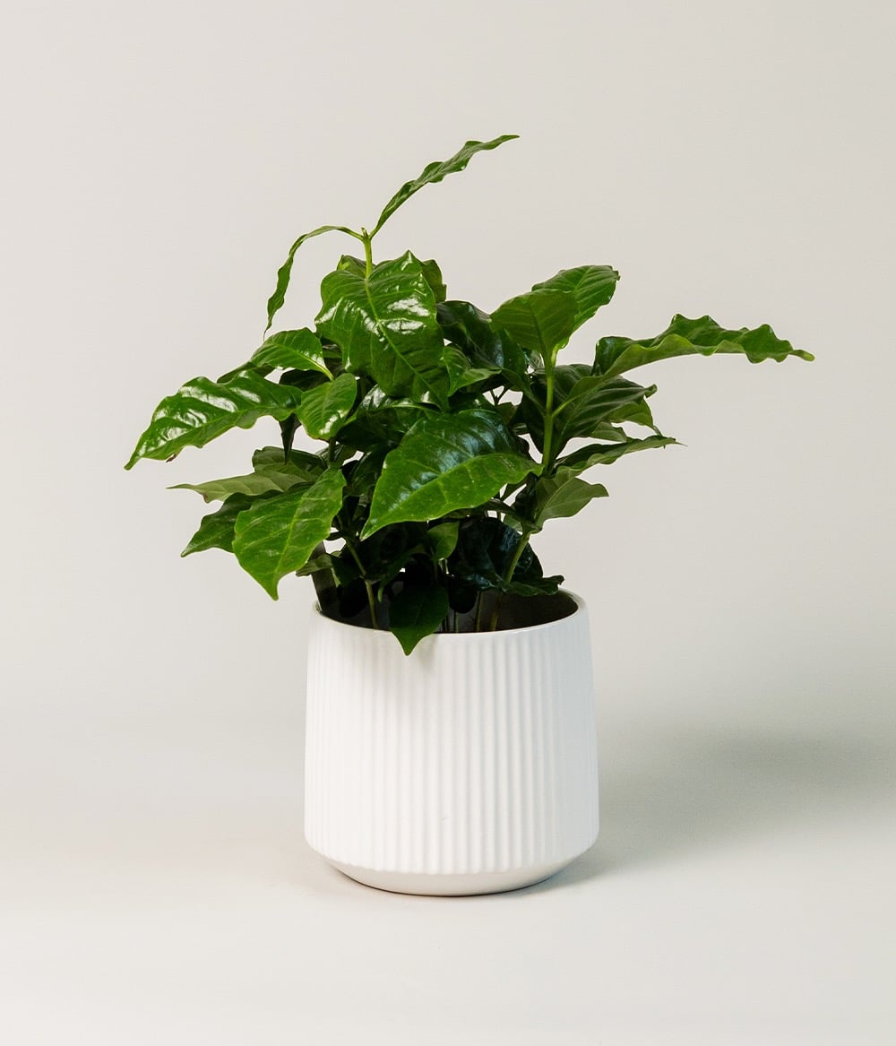 Coffea Arabica В Кашпо0 Coffea Arabica В Кашпо0
