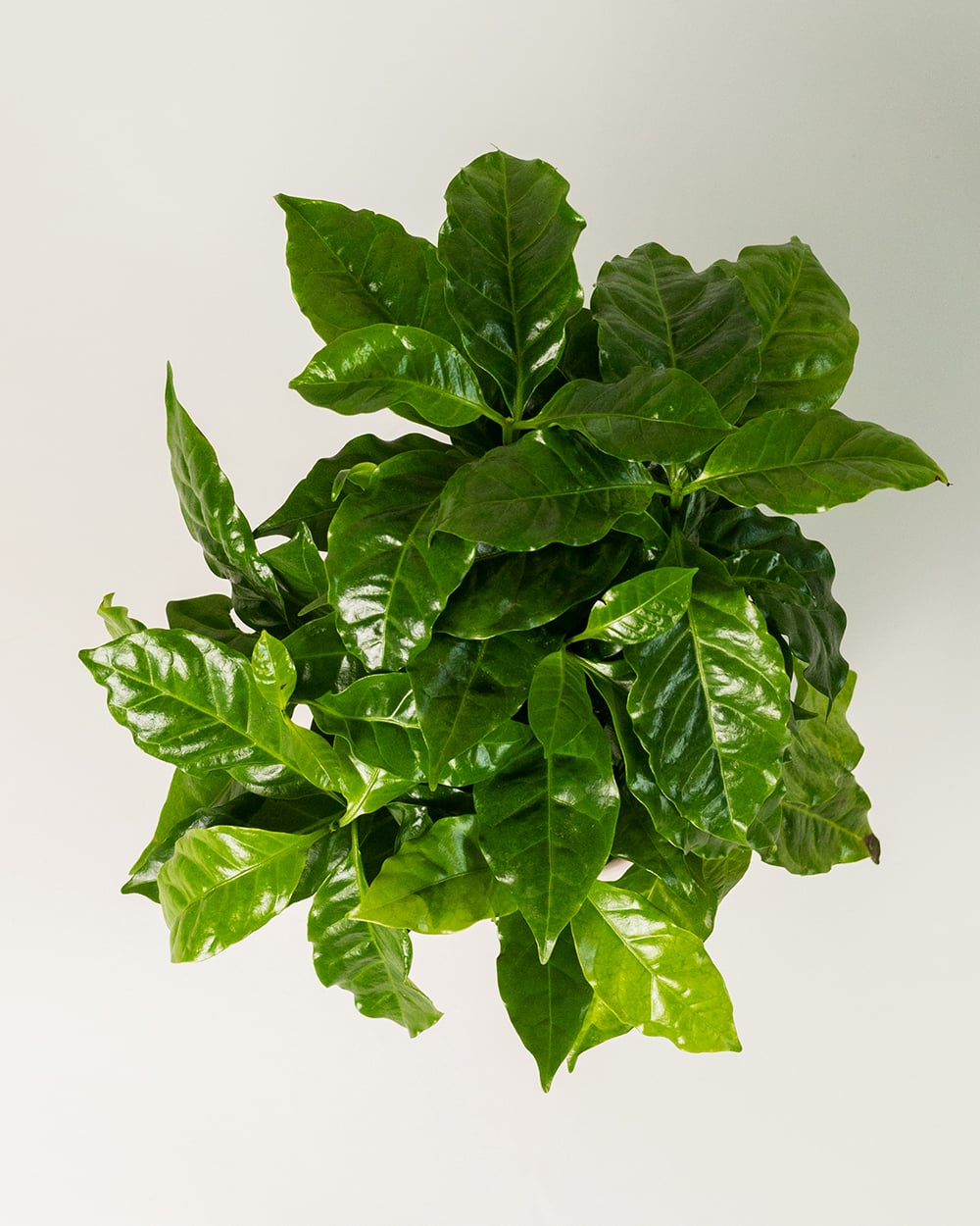 Coffea Arabica В Кашпо4 Coffea Arabica В Кашпо4