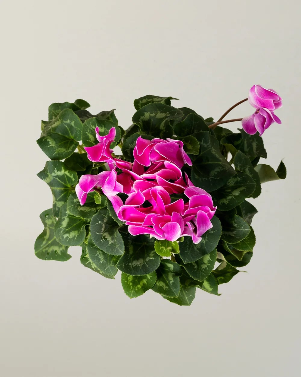 Цикламен Леопардо2 Цикламен Леопардо2