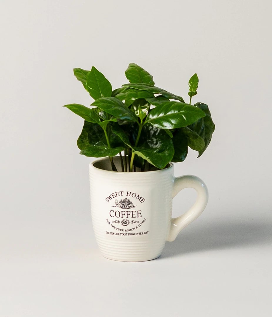 Coffea Arabica В Кашпо0 Coffea Arabica В Кашпо0