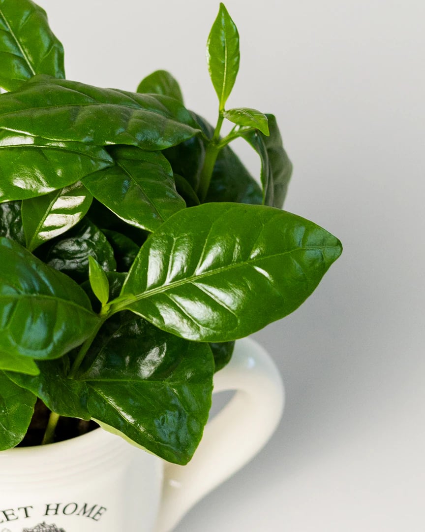 Coffea Arabica В Кашпо2 Coffea Arabica В Кашпо2